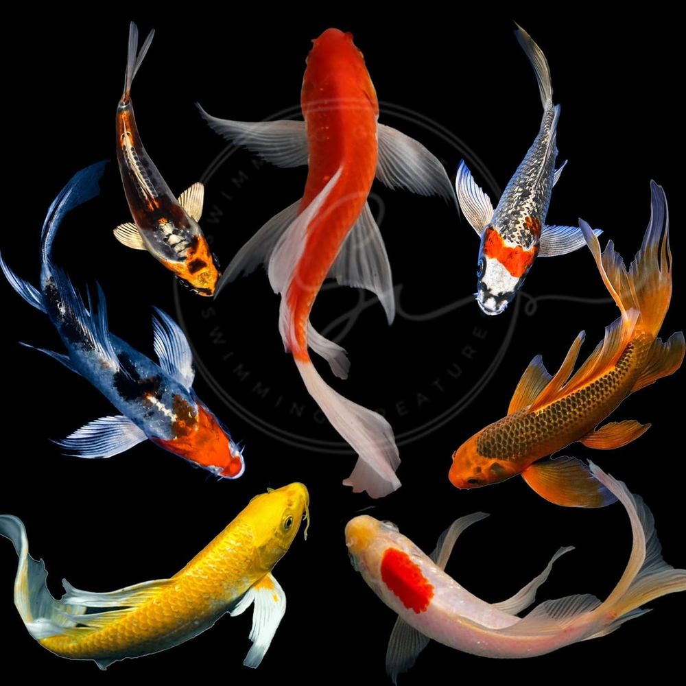ปลาคาร์ฟหลากสีสำหรับบ่อและตู้ป - Aquarium Fish In Pond บทวิจารณ์และราคา