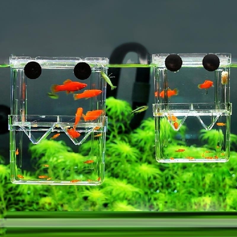 กล่องเพาะพันธุ์ปลาแบบสองชั้นพิ - Aquarium Fish Background บทวิจารณ์และราคา